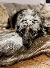 Dori